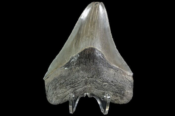 Serrated, Fossil Megalodon Tooth - Feeding Damage #90762